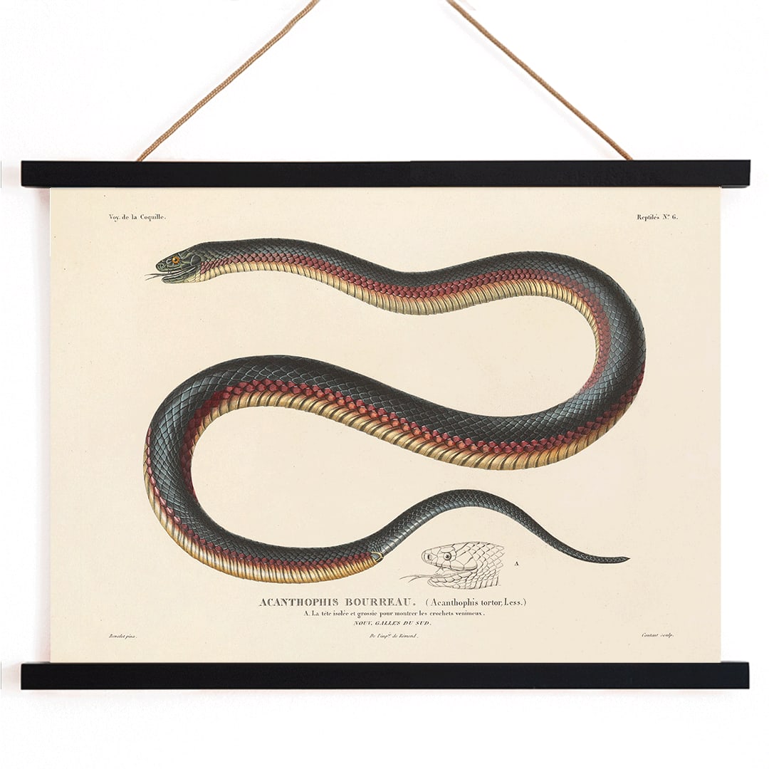 Detailed illustration of a coiled snake by Louis-Isidore Duperrey from Voyage autour du monde Pl.006 poster, with wooden magnetic frame on white background