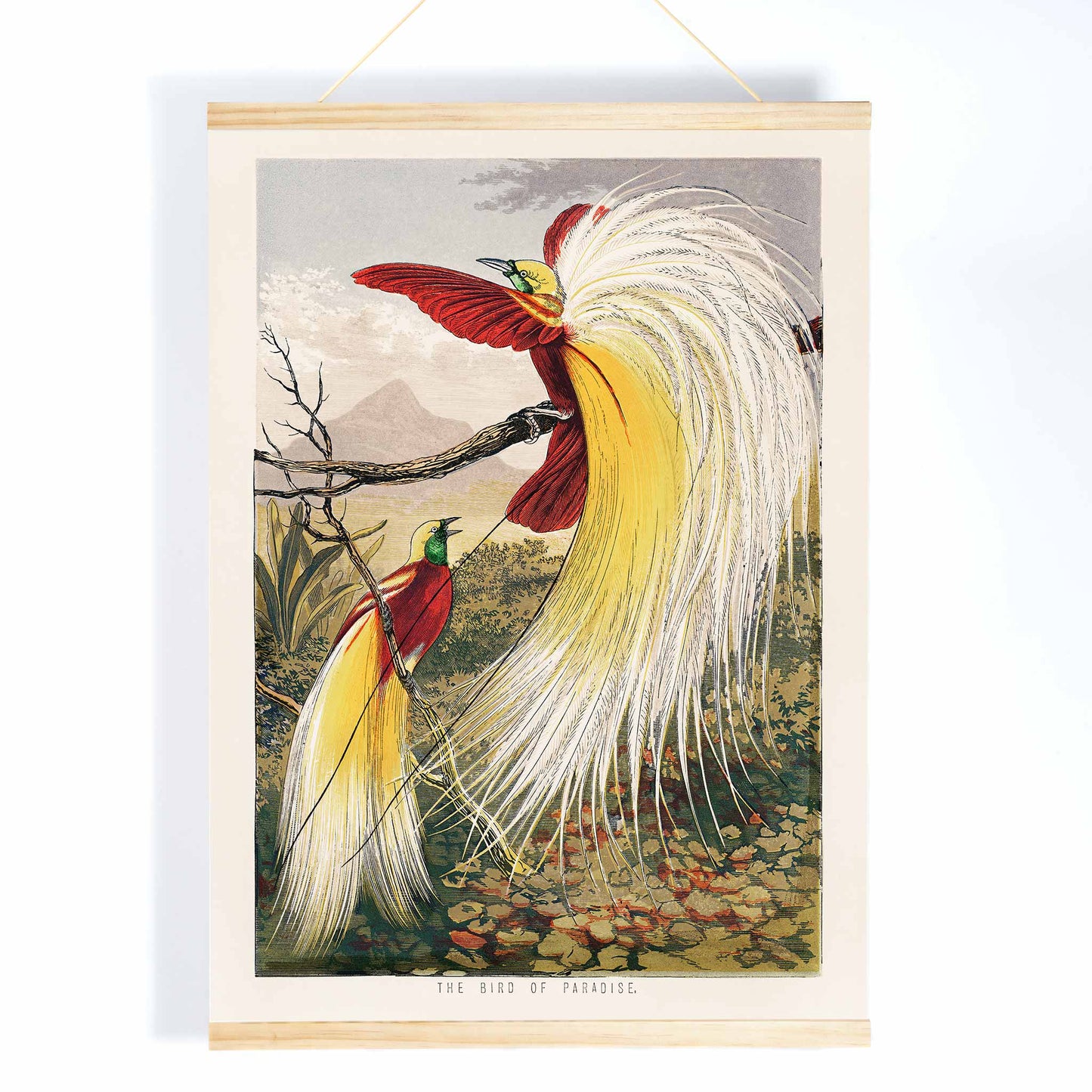 Bird of Paradise by Benjamin Fawcett vibrant colorful exotic birds with ornate feathers perched on a branch in a lush paradise landscape poster, with wooden magnetic frame on white background