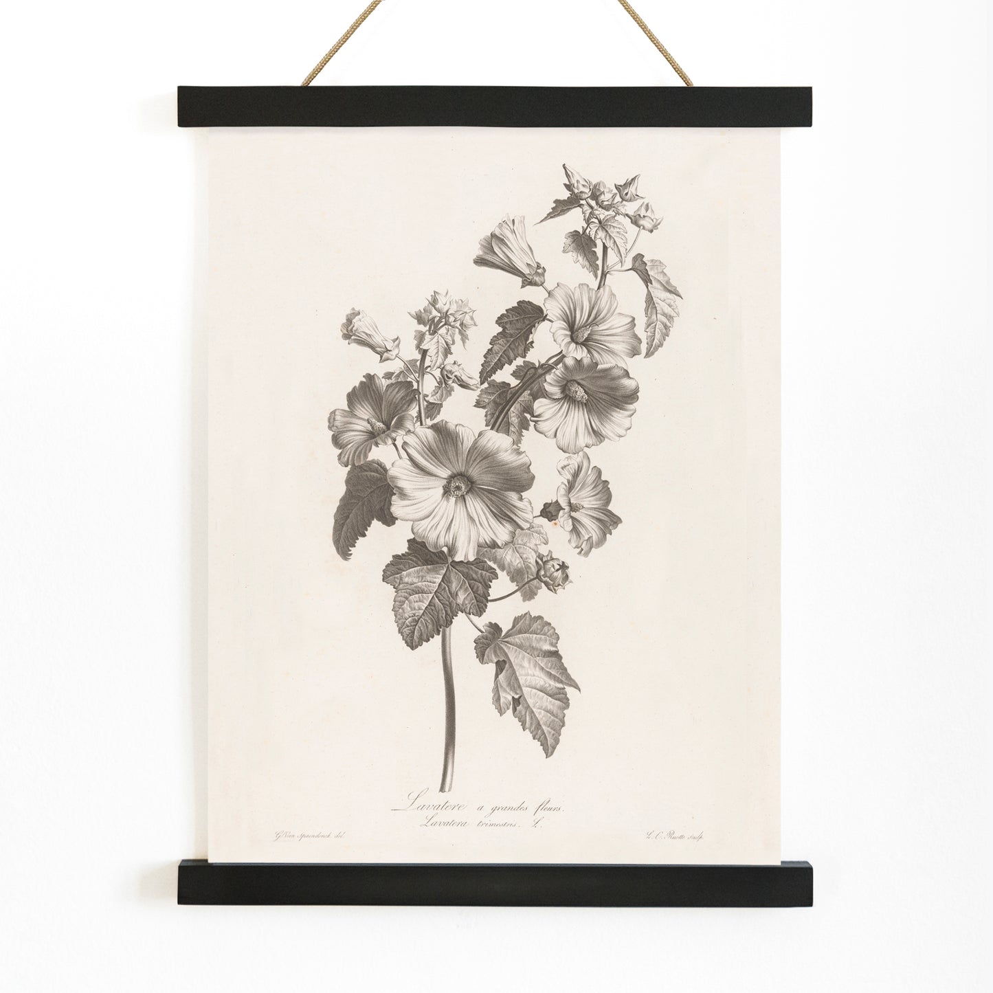 Botanical illustration and poster of large-flowered lavatera with detailed leaves and blooms by Louis Charles Ruotte artwork, with wooden magnetic frame on white background