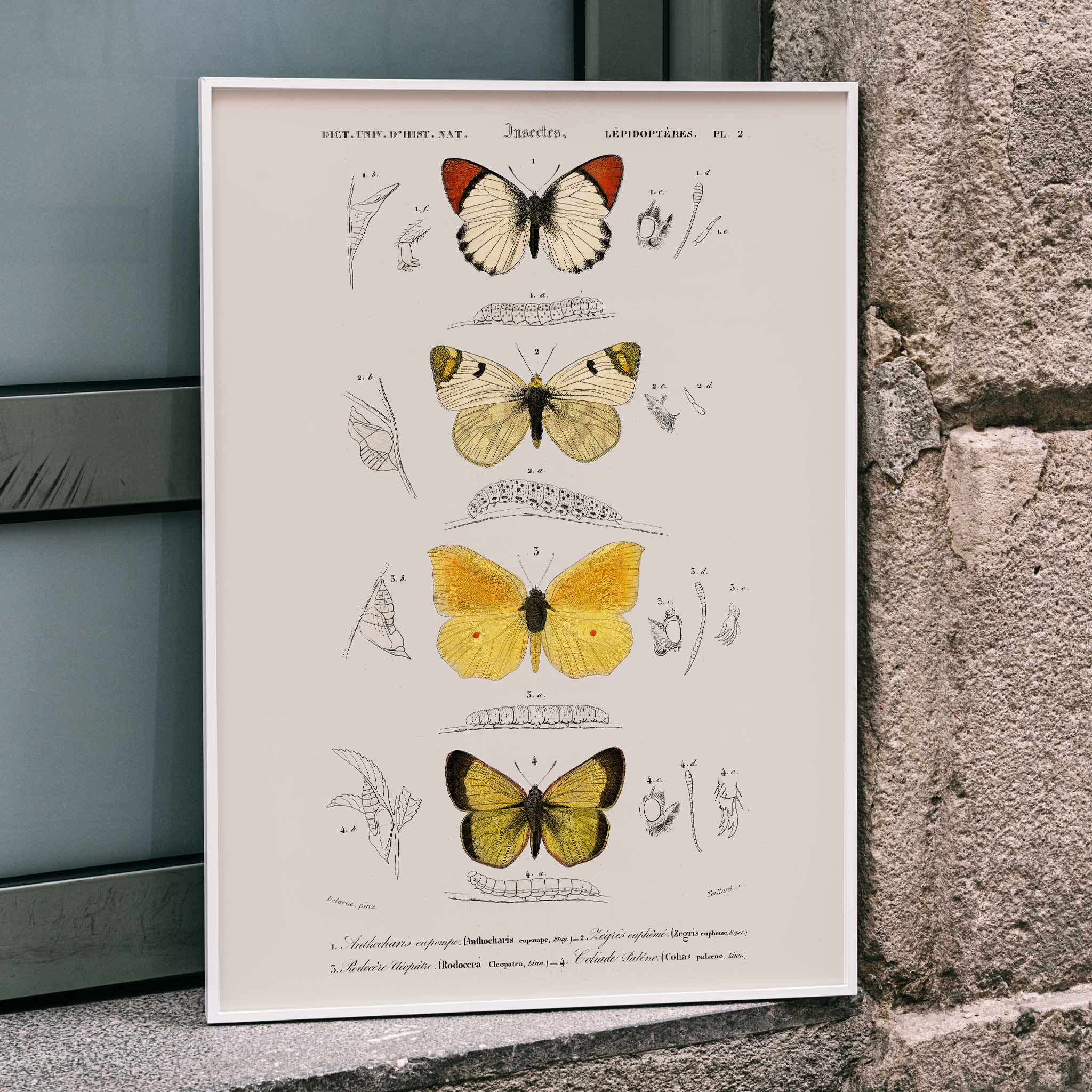 絵画 butterfly butterfly-lepidoptera-