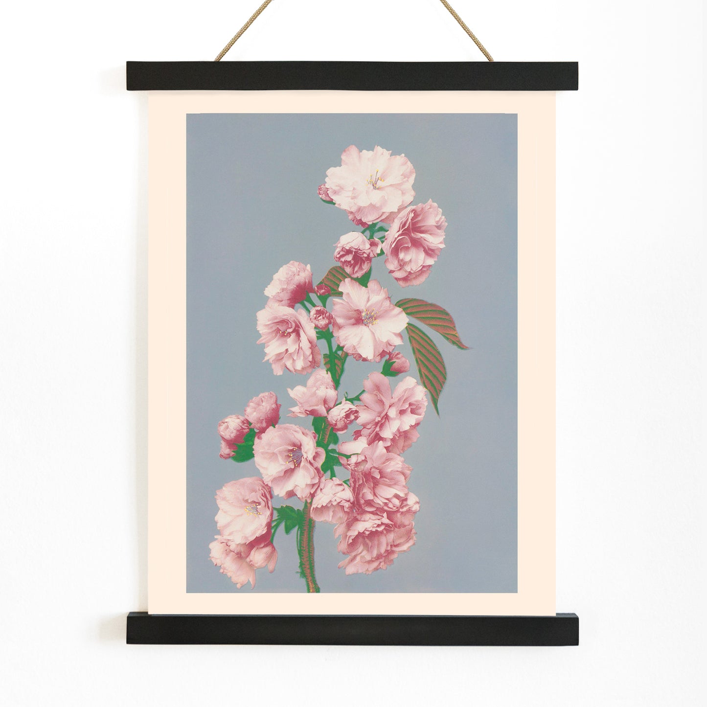 Pink cherry blossom art print by Ogawa Kazumasa delicate flowers on branch poster on grey background, with wooden magnetic frame on white background