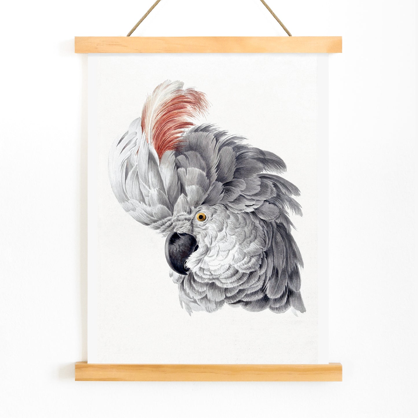 Poster with detailed illustration of a cockatoo head with vibrant plumage from Cockatoo Head artwork by Aert Schouman, with wooden magnetic frame on white background