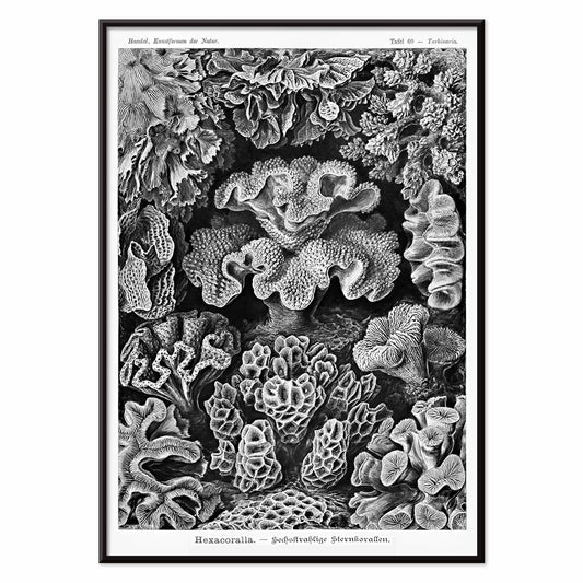 Detailed black and white coral illustration poster from Hexacoralla Sechsstrahlige Sternkorallen by Ernst Haeckel wall art decor, with black aluminium frame on white background