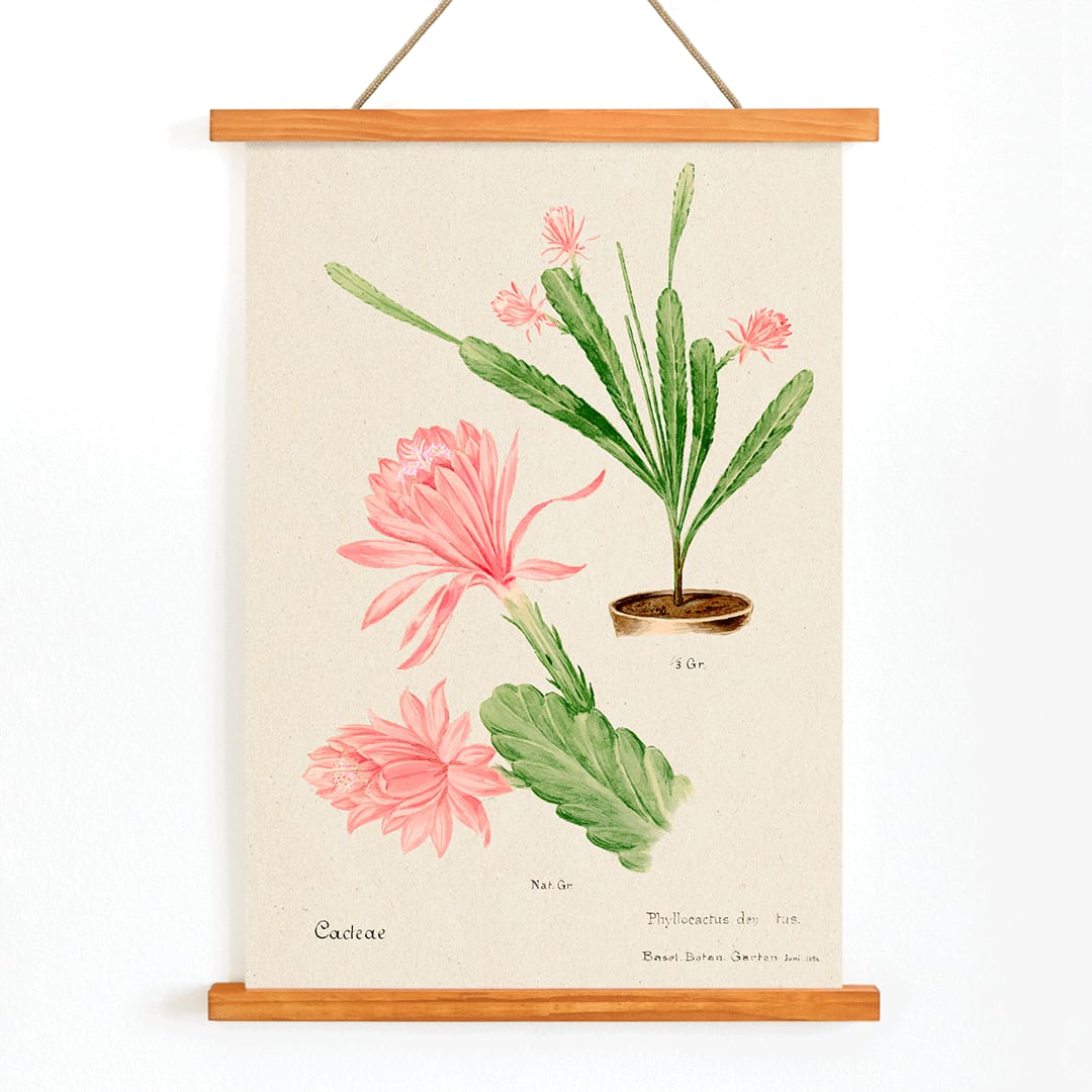 German empress cactus illustration and poster artwork Phyllocactus by Basel Botan Garten with pink flowers and green leaves, with wooden magnetic frame on white background