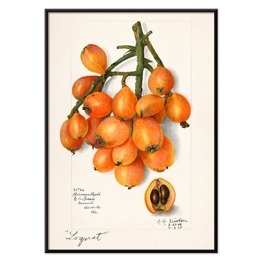 Botanical illustration and poster of orange loquat fruit cluster with seeds by Amanda Almira Newton titled Loquats Eriobotrya Japonica wall decor, with black aluminium frame on white background