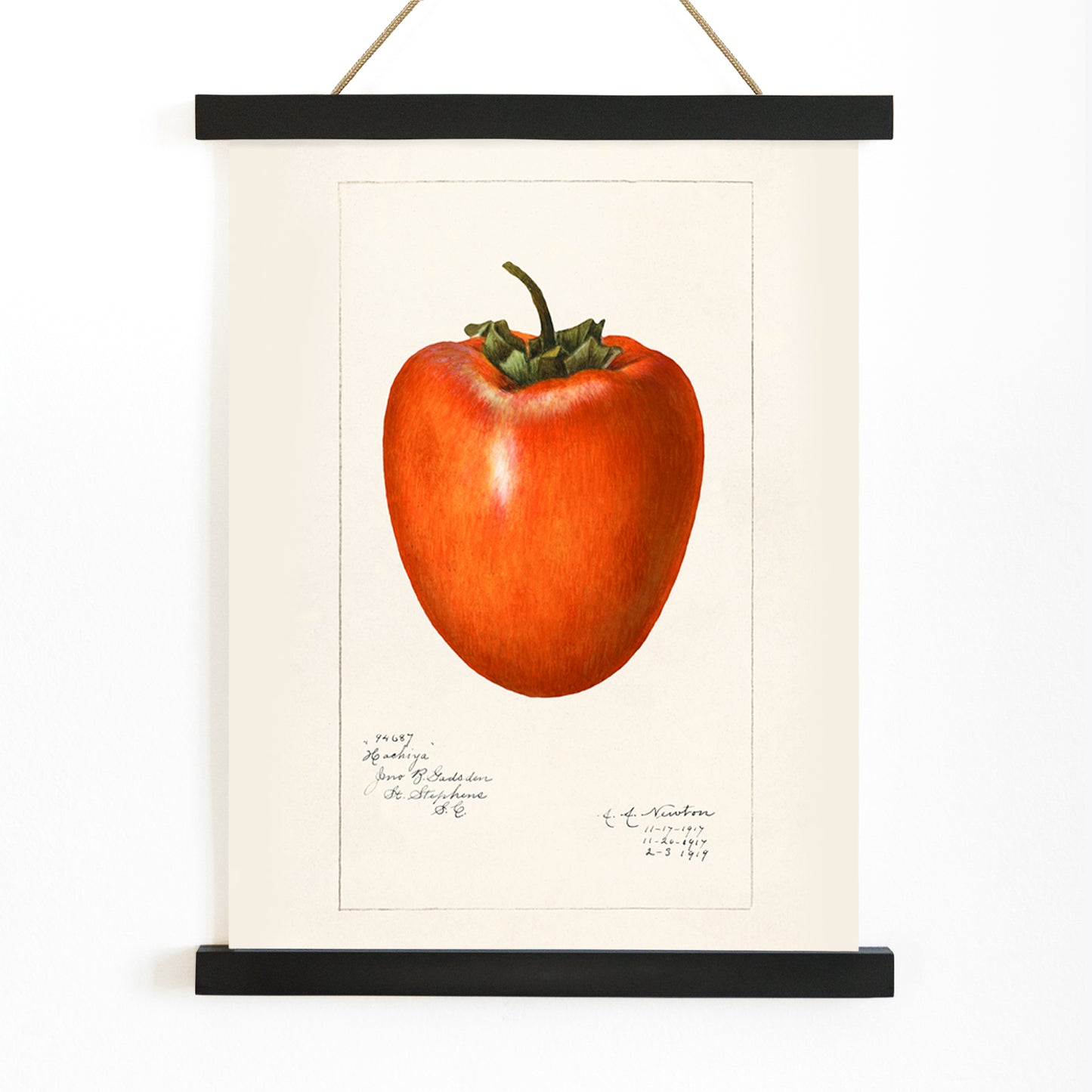 Vintage persimmon illustration by Amanda Almira Newton detailed botanical drawing and poster with botanical art style on white background, with wooden magnetic frame on white background