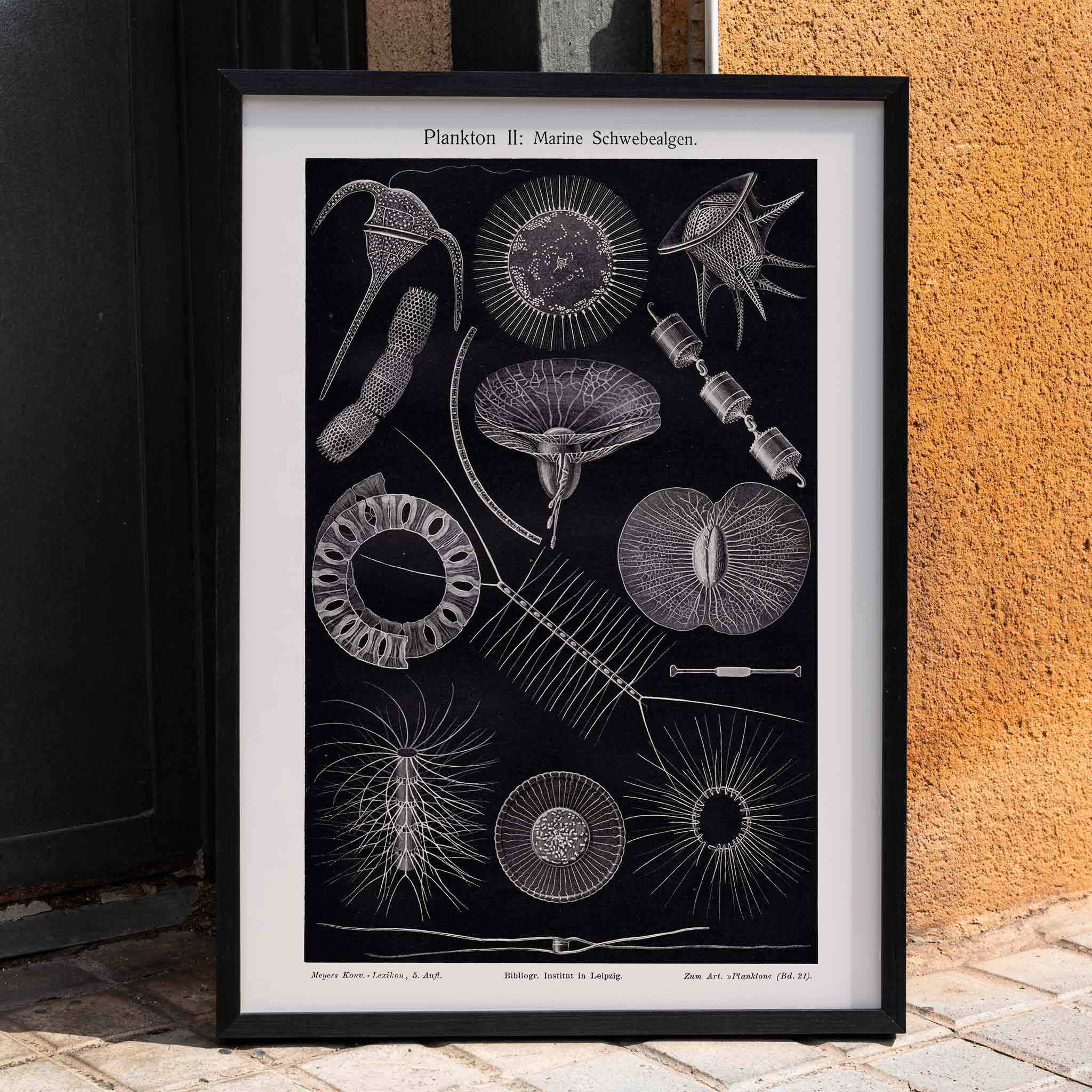Poster | Plankton I Marine Floating Algae Institute Liepzig | MORYARTY