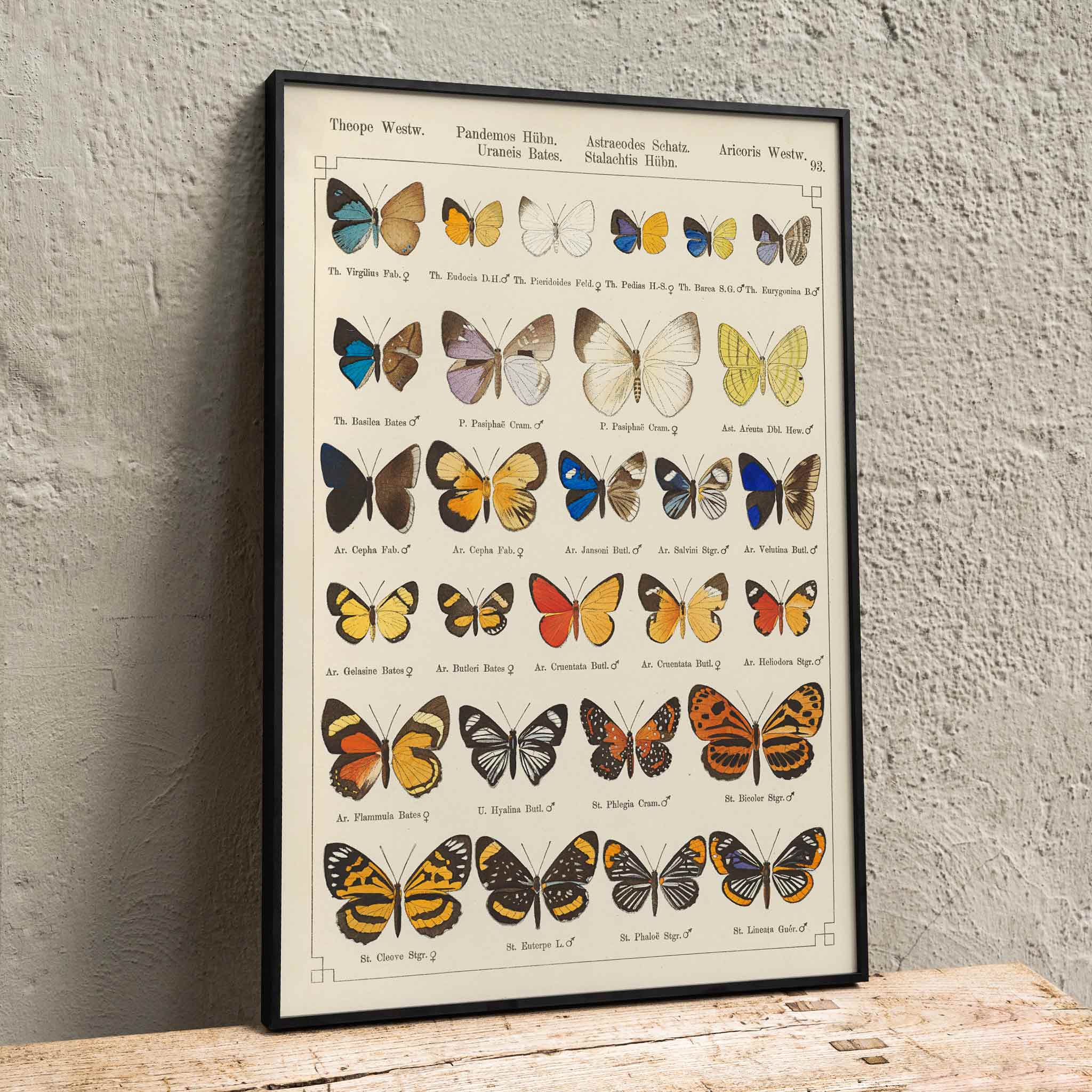 Poster | Exotic Butterflies Pl.093 Otto Staudinger | MORYARTY