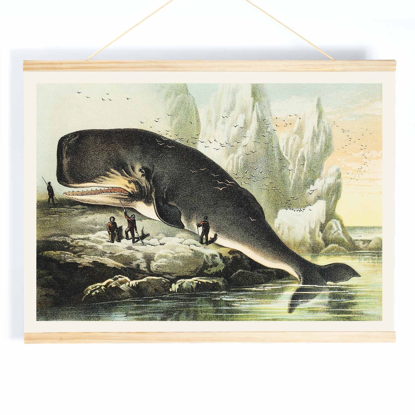 Sperm whale stranded on rocky shore with people and icy cliffs by John Karst from Johnsons household book of nature poster, with wooden magnetic frame on white background
