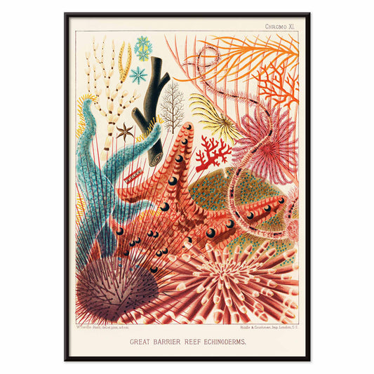 Colorful poster of Great Barrier Reef echinoderms by William Saville-Kent from The Great Barrier Reef of Australia, with black aluminium frame on white background