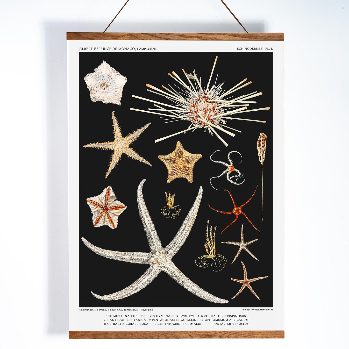 Starfish varieties illustration and poster by Albert I Prince of Monaco from the artwork Resultats des Campagnes Scientifiques, with wooden magnetic frame on white background