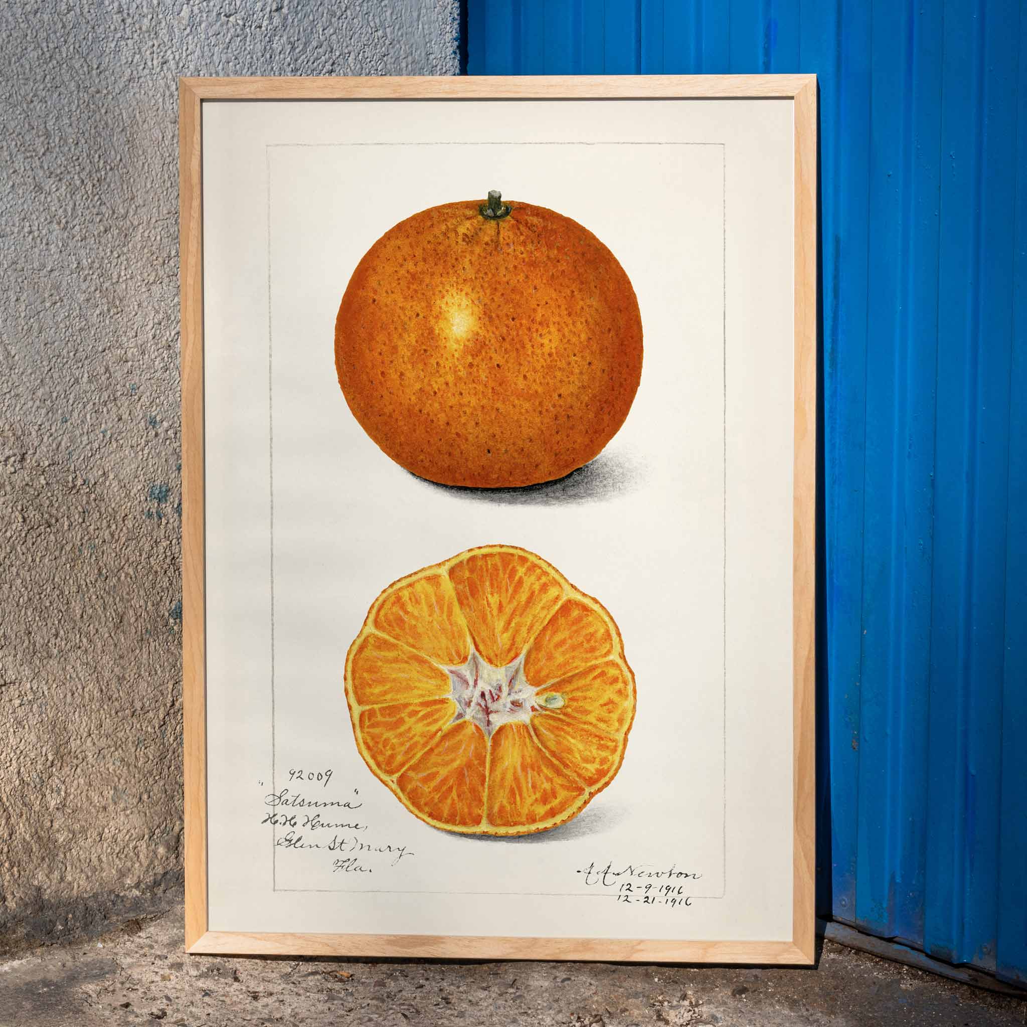 Poster | Orange Citrus Sinensis Amanda Almira Newton 1916 | MORYARTY