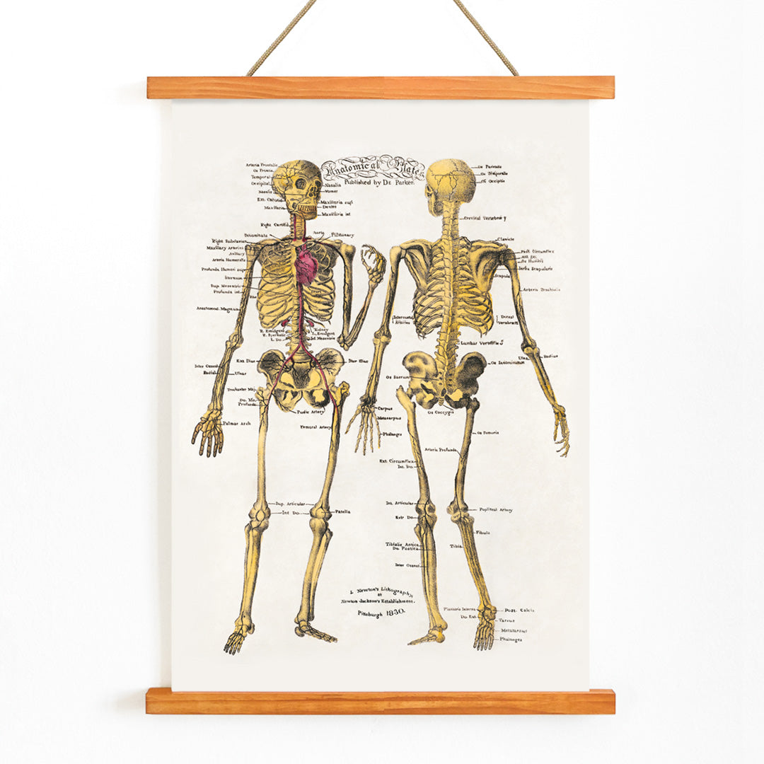 Human skeleton diagram and poster with labeled bones and organs by Dr Parker Anatomical plates wall art decor, with wooden magnetic frame on white background
