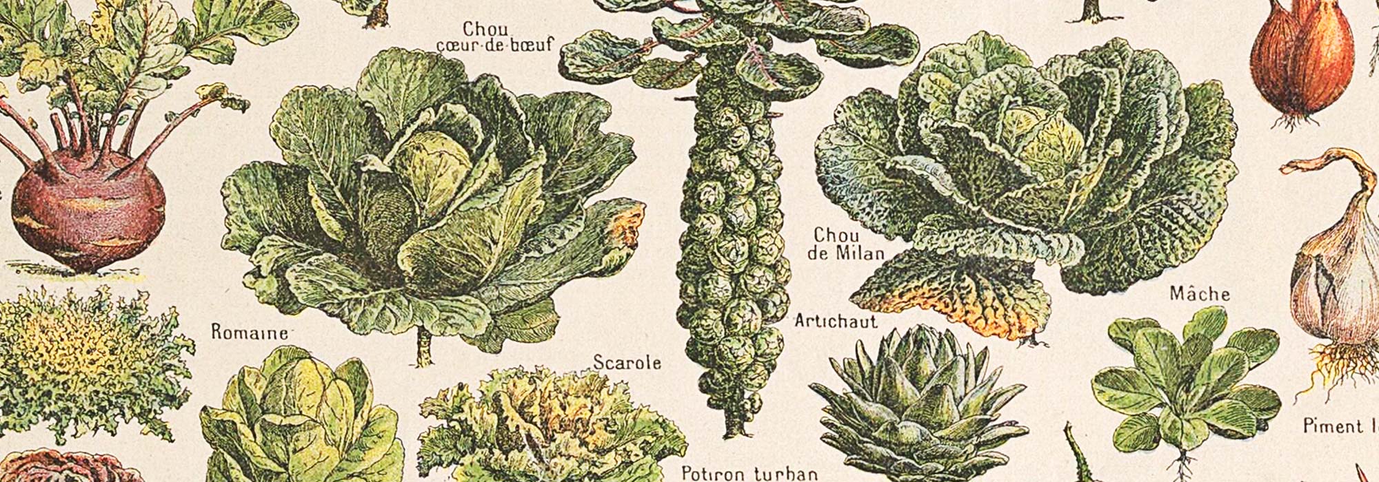 Posters | Botanical & Floral Vintage Prints | MORYARTY