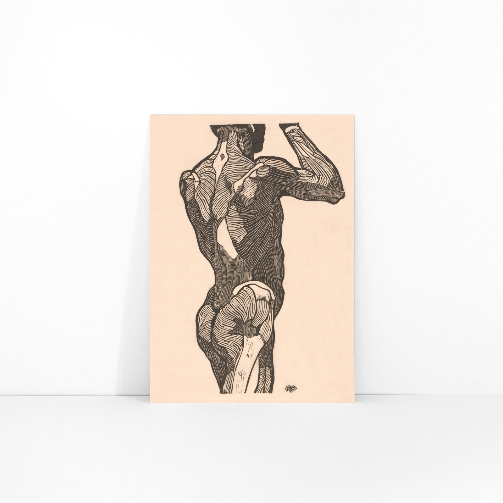 Anatomical illustration of human glute muscles from the back artwork by Reijer Stolk titled Glute Muscles detailed muscle study poster, framed and displayed in modern living room decor
