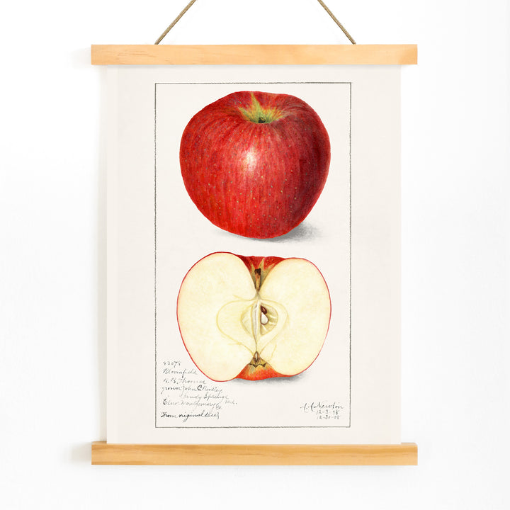 Botanical illustration poster of whole and sliced apple Apples Malus Domestica by Amanda Almira Newton, with wooden magnetic frame on white background