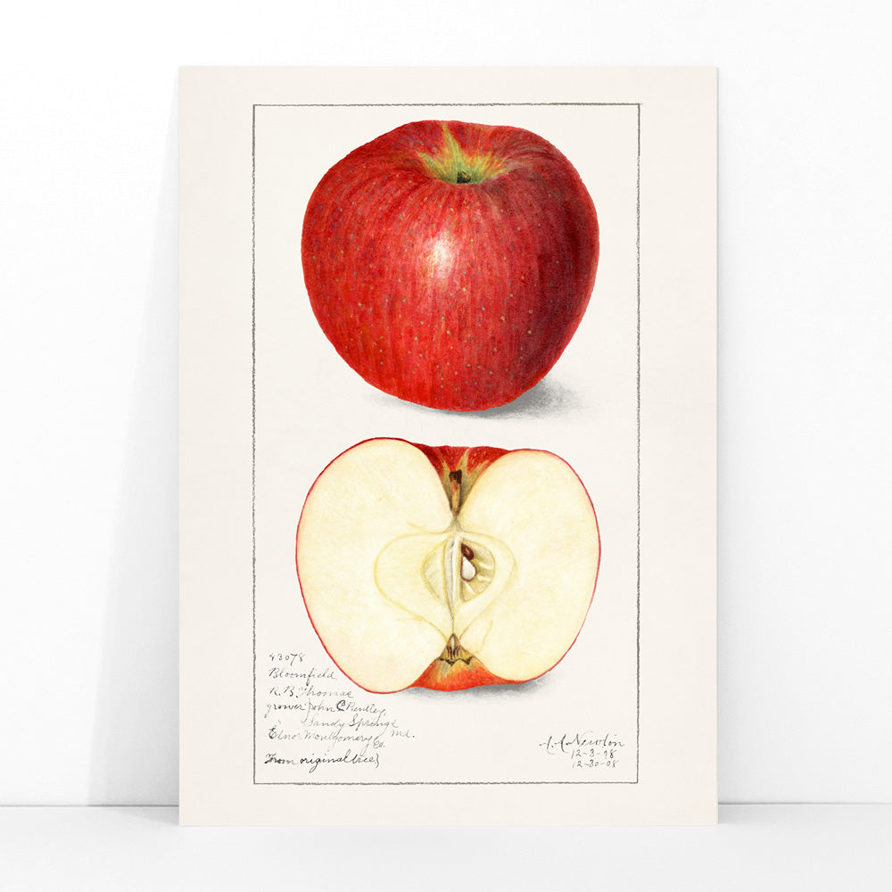 Botanical illustration poster of whole and sliced apple Apples Malus Domestica by Amanda Almira Newton, framed and displayed in modern living room decor