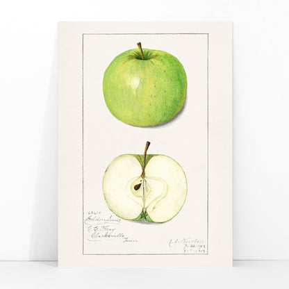 Green apple whole and sliced botanical illustration and poster artwork Apples Malus Domestica by Amanda Almira Newton, framed and displayed in modern living room decor