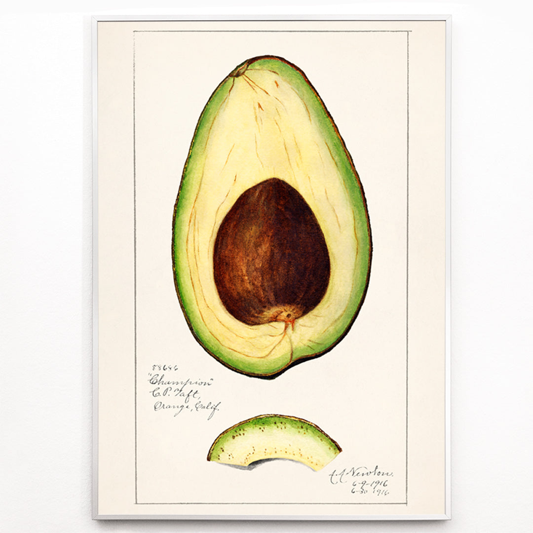 Closeup detail of Botanical illustration of avocado fruit and sliced avocado by Amanda Almira Newton Avocado Persea wall art decor poster