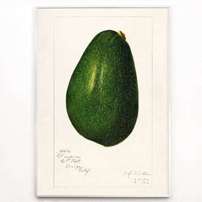 Closeup detail of Detailed avocado illustration by Amanda Almira Newton perfect for kitchen decor poster