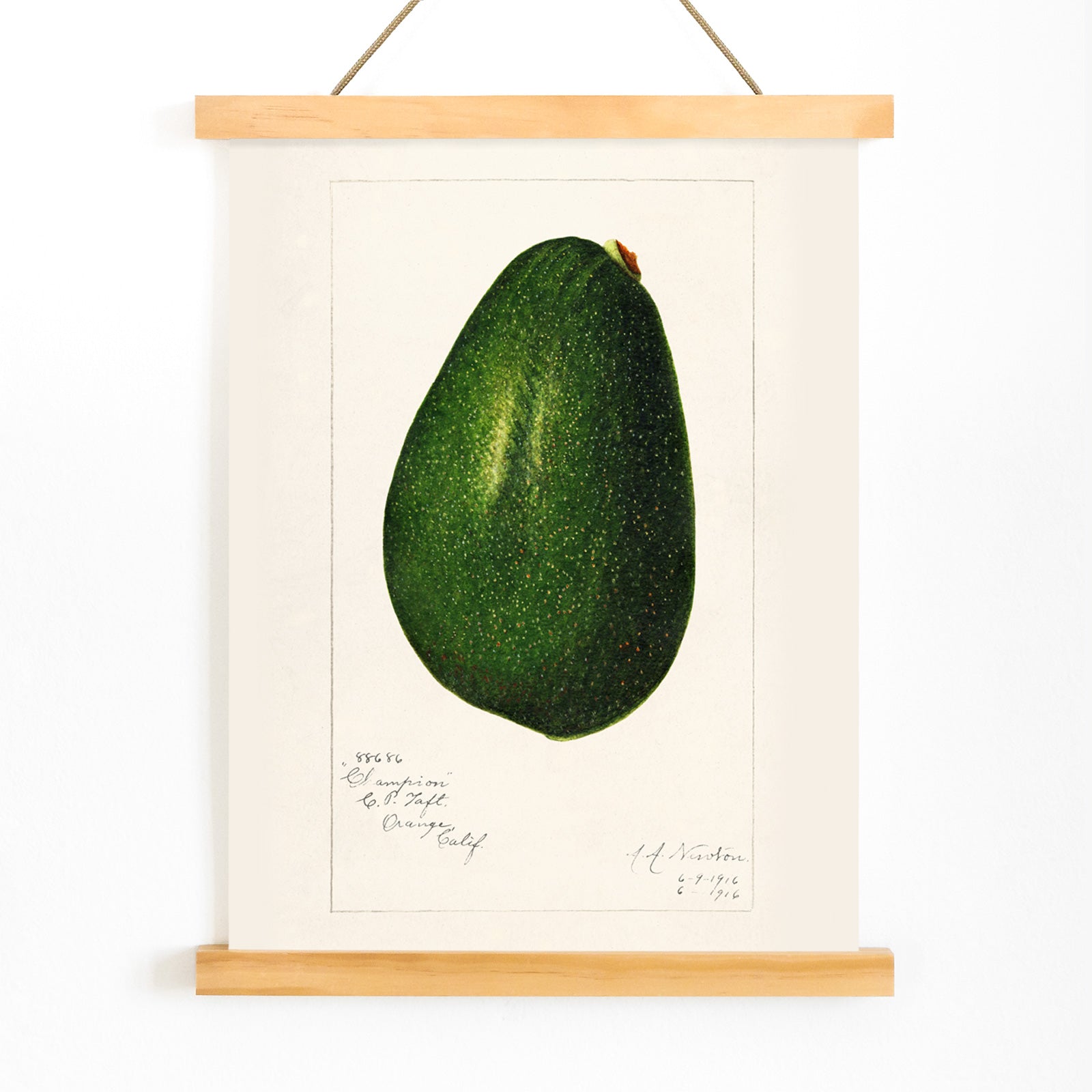 Detailed avocado illustration by Amanda Almira Newton perfect for kitchen decor poster, with wooden magnetic frame on white background