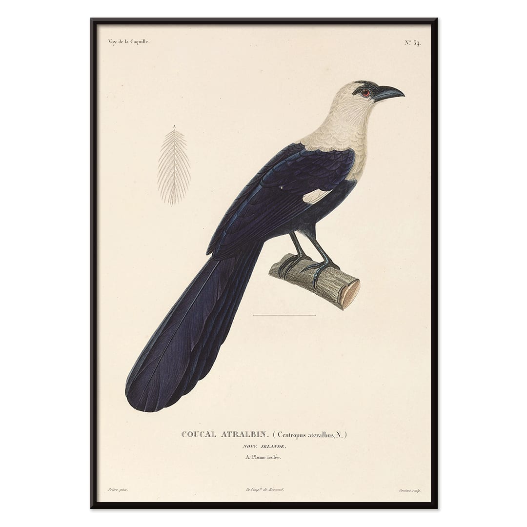 Bird perched on a branch by Louis-Isidore Duperrey from Voyage autour du monde Pl 139 illustration and poster, with black aluminium frame on white background