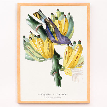 Closeup detail of Colorful Tachyphone archeveque bird perched on banana tree illustration from Le Jardin Des Plantes by Paul Gervais wall decor poster