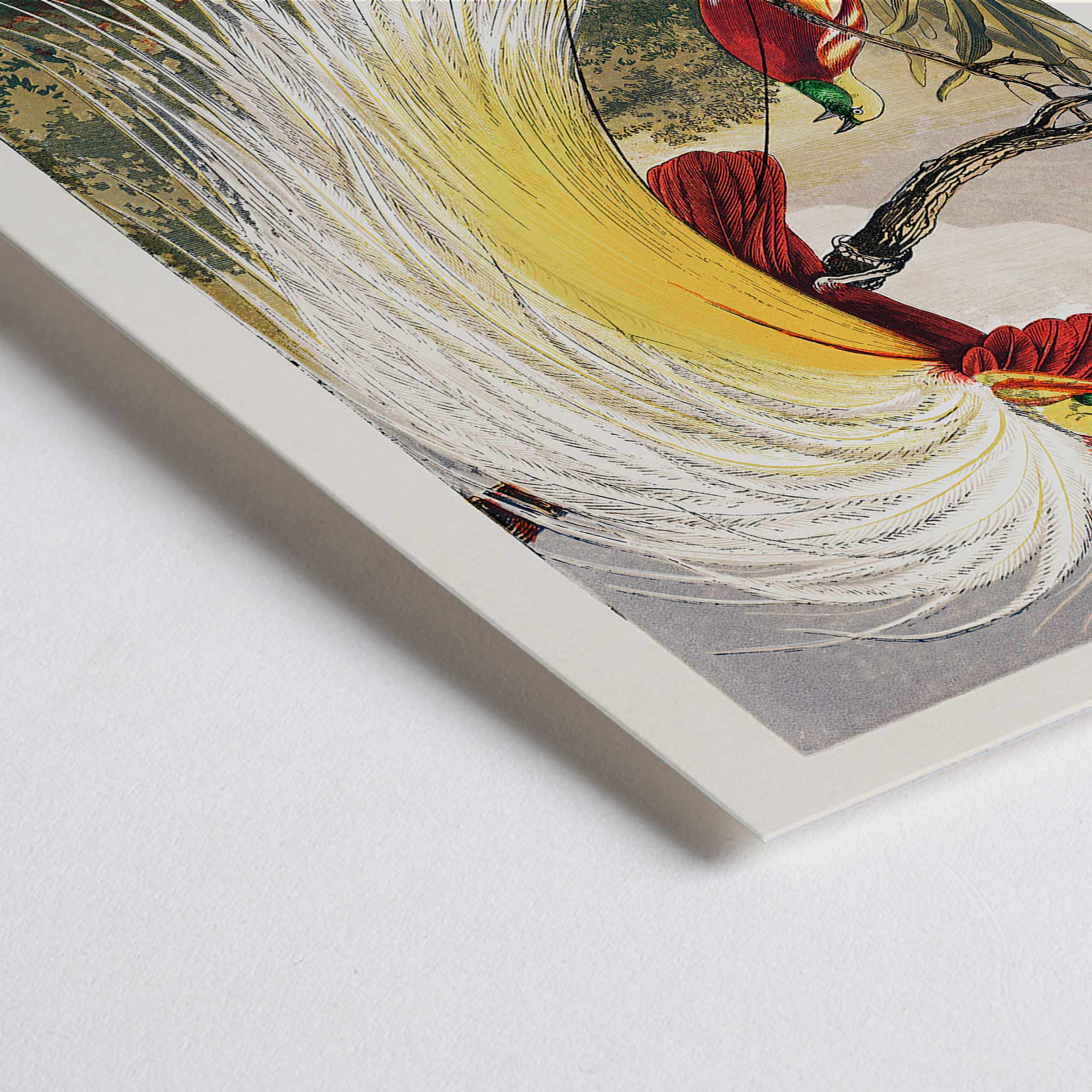 Poster | Bird of Paradise by Benjamin Fawcett Colorful Birds