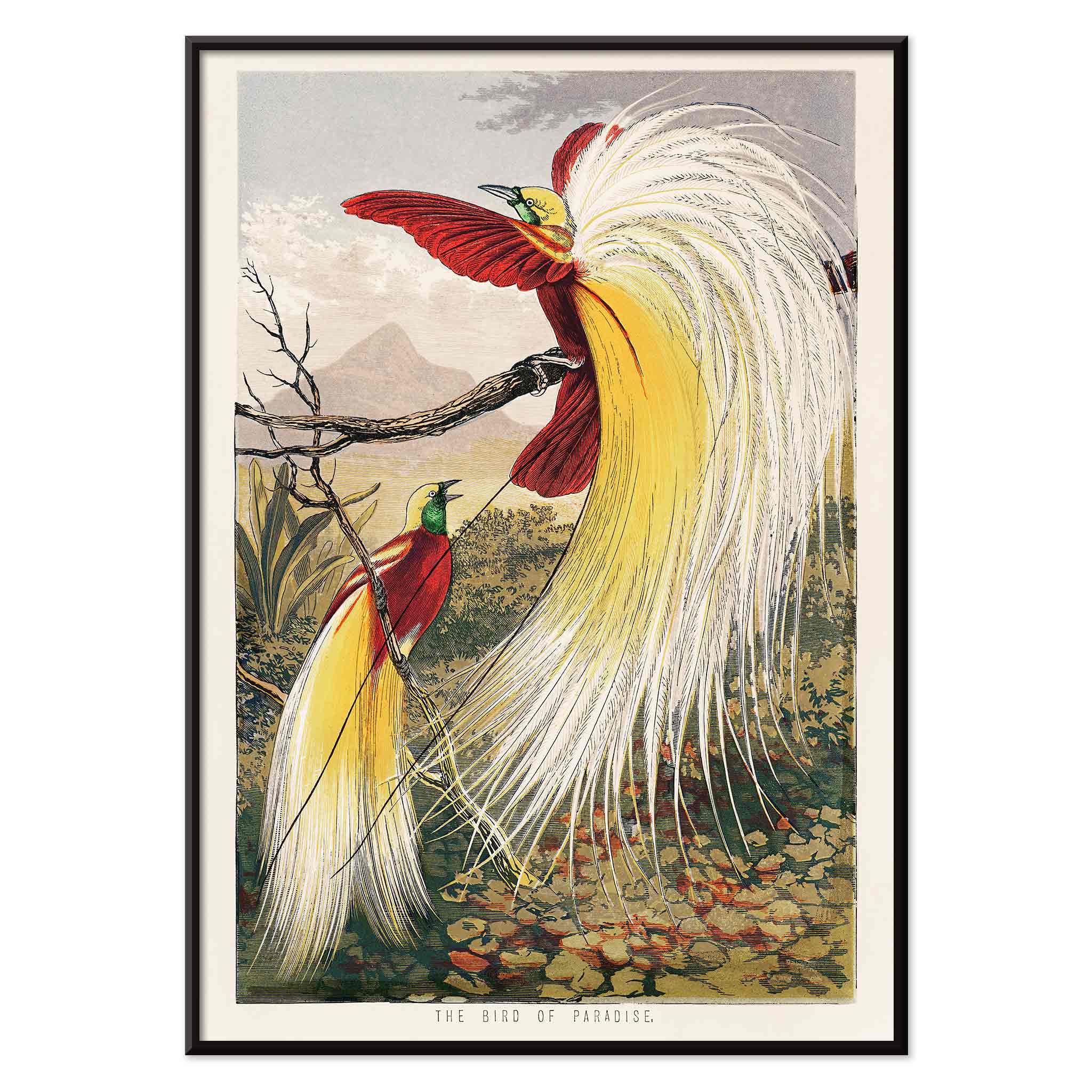 Poster | Bird of Paradise by Benjamin Fawcett Colorful Birds