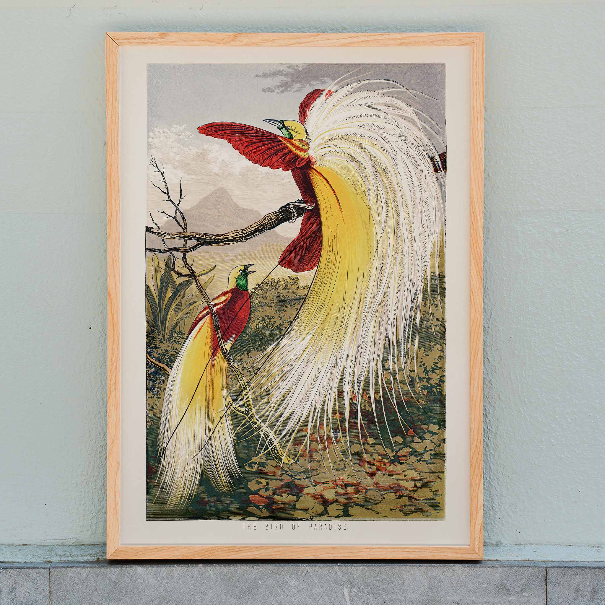 Poster | Bird of Paradise by Benjamin Fawcett Colorful Birds