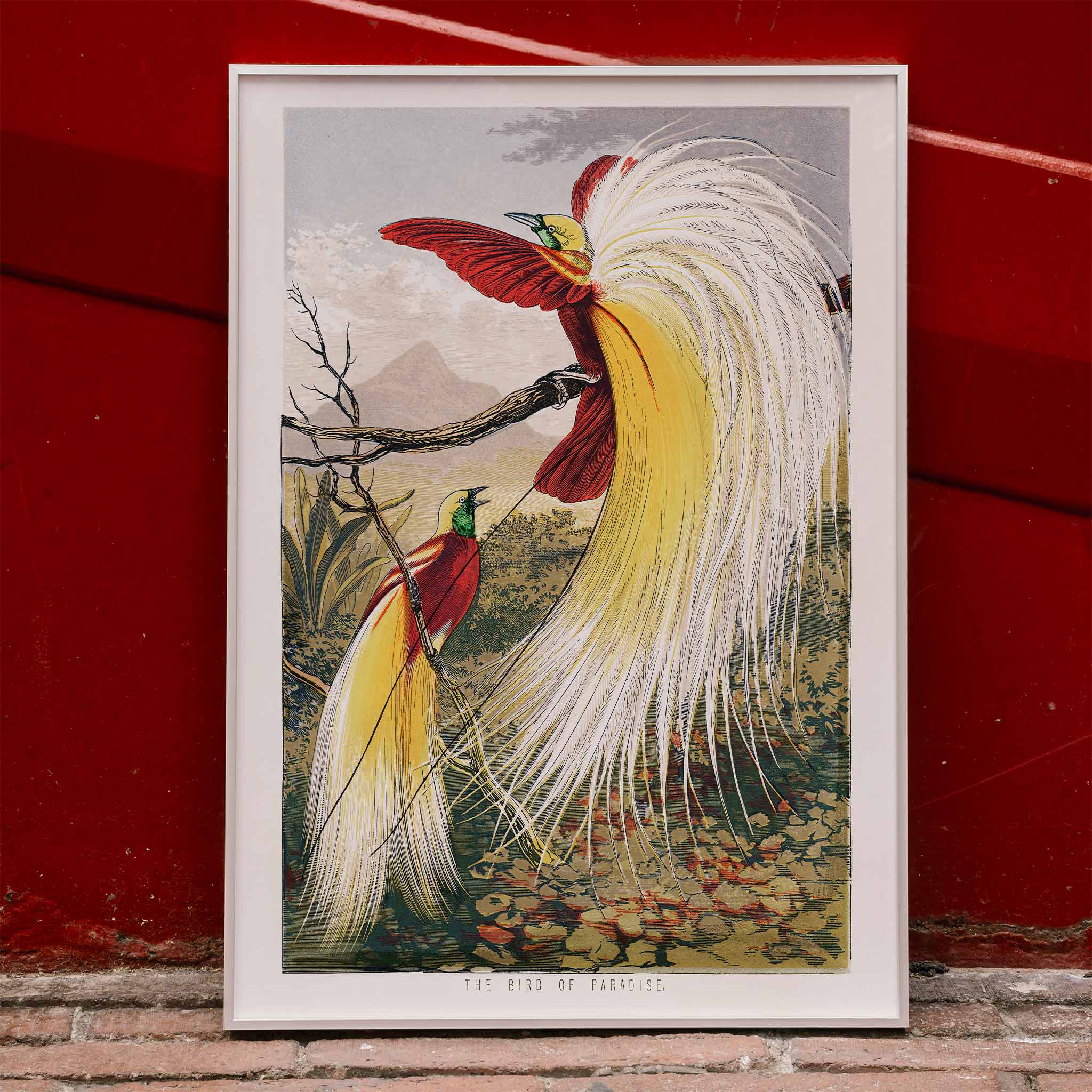 Poster | Bird of Paradise by Benjamin Fawcett Colorful Birds