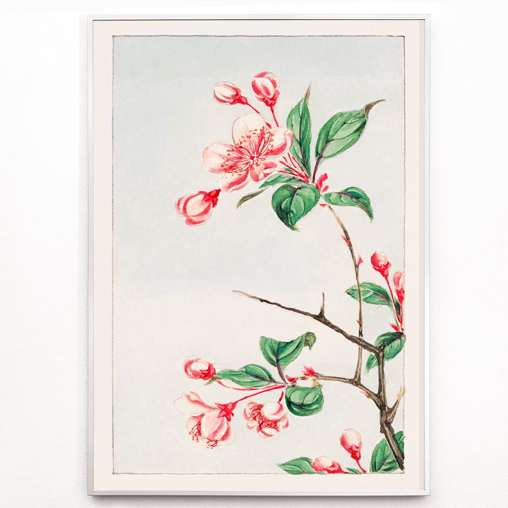Closeup detail of Botanical illustration and poster of pink and red cherry blossom branch with green leaves Kaido pyrus spectabalis by Megata Morikaga