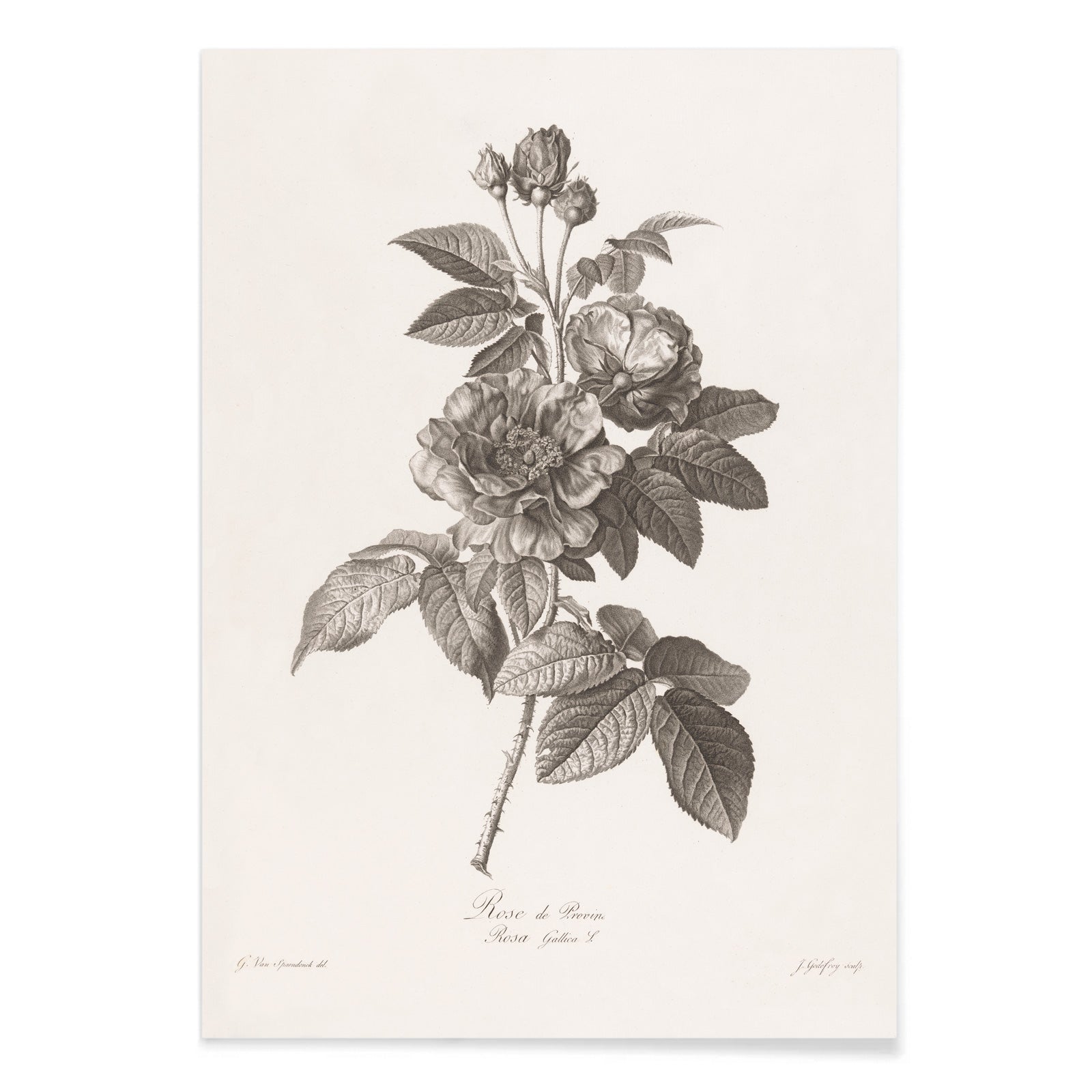 Botanical illustration of blooming Rose de Provins branch by Jean Godefroy poster, with black aluminium frame on white background