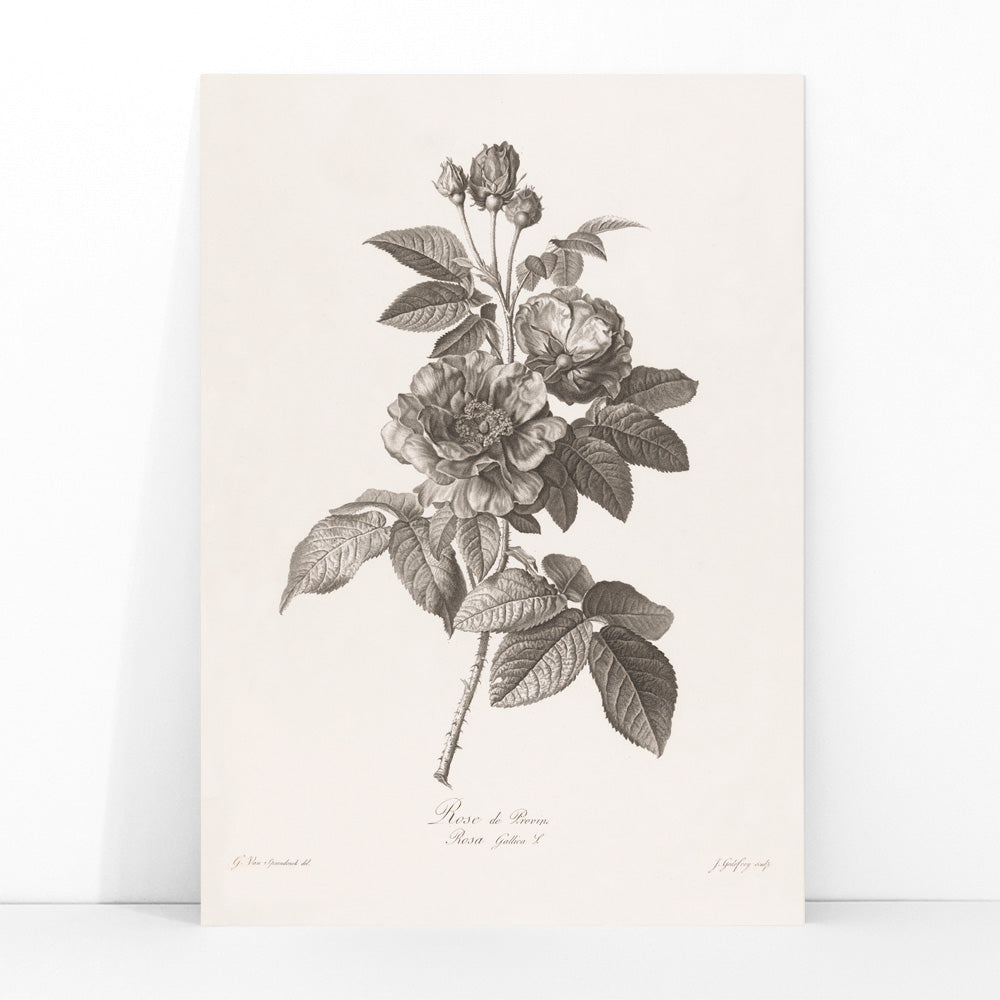 Botanical illustration of blooming Rose de Provins branch by Jean Godefroy poster, framed and displayed in modern living room decor