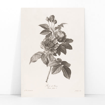 Botanical illustration of blooming Rose de Provins branch by Jean Godefroy poster, framed and displayed in modern living room decor
