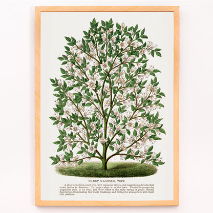 Closeup detail of Hardy Magnolia tree with white flowers botanical illustration and poster from Botanical Specimen artwork by Rochester titled Hardy Magnolia lithograph