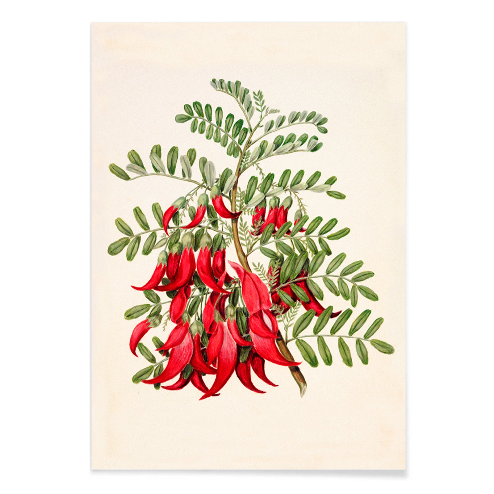 Antique plant Kowhai Clianthus puniceus botanical illustration and poster with red flowers and green leaves by Sarah Featon, with black aluminium frame on white background
