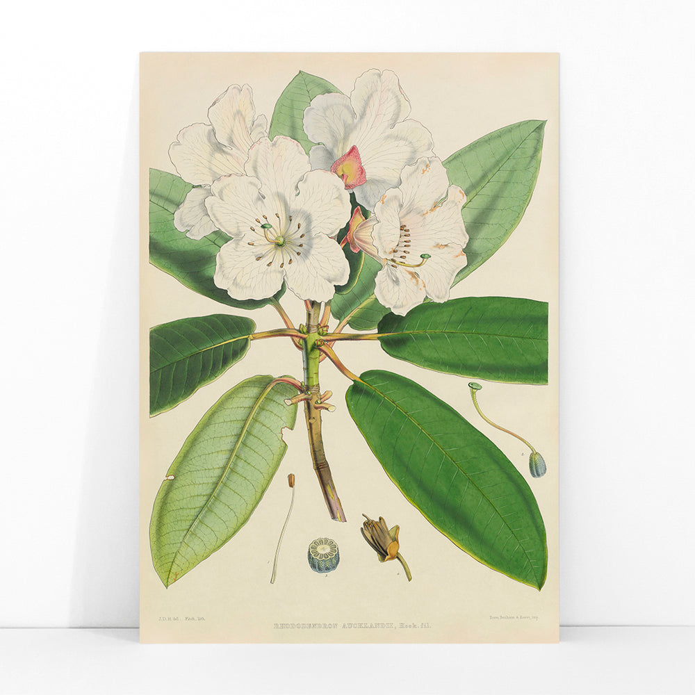 Botanical illustration of white rhododendron flowers and leaves from The Rhododendrons of Sikkim-Himalaya by Joseph Dalton Hooker poster, framed and displayed in modern living room decor