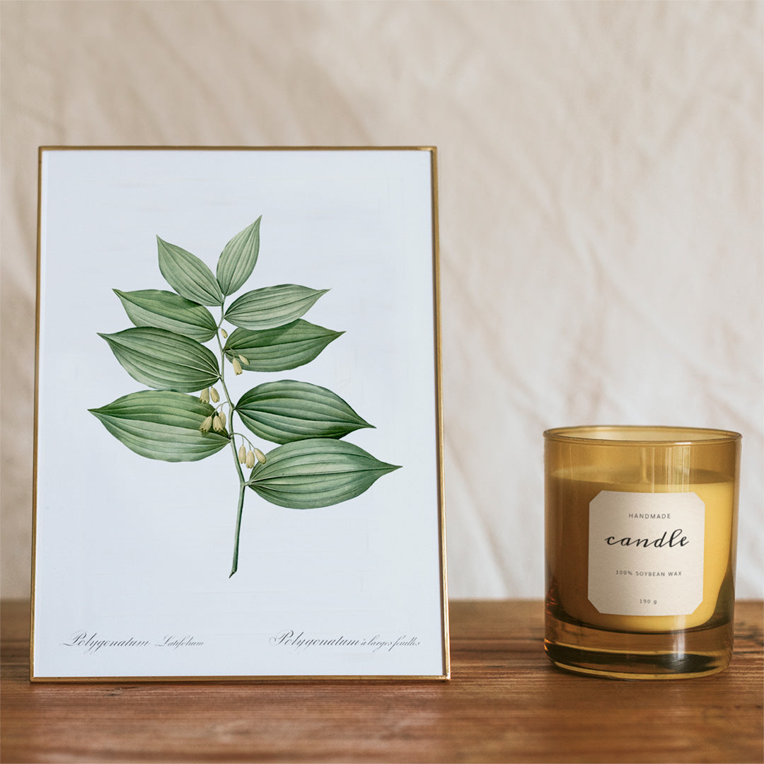 King Solomons seal botanical illustration and poster by Pierre-Joseph Redoute from Les liliacees botanical artwork, framed and displayed in home decor