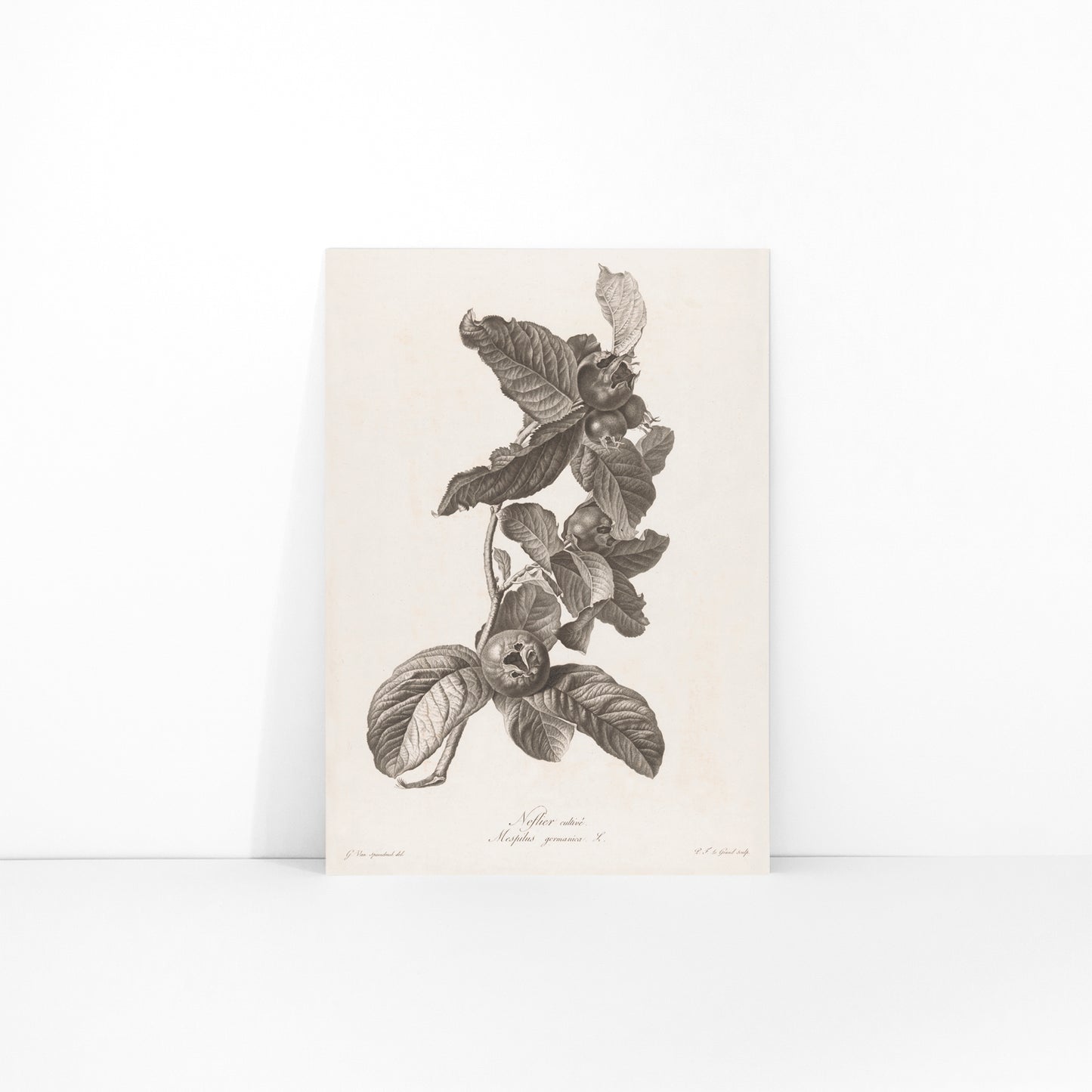 Black and white botanical illustration of medlar fruit and leaves by Pierre Francois Legrand, framed and displayed in modern living room decor