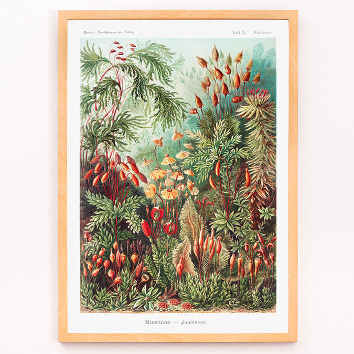 Closeup detail of Vibrant botanical illustration of mosses plants and fungi by Ernst Haeckel Muscinae Laubmoose Kunstformen der Natur poster