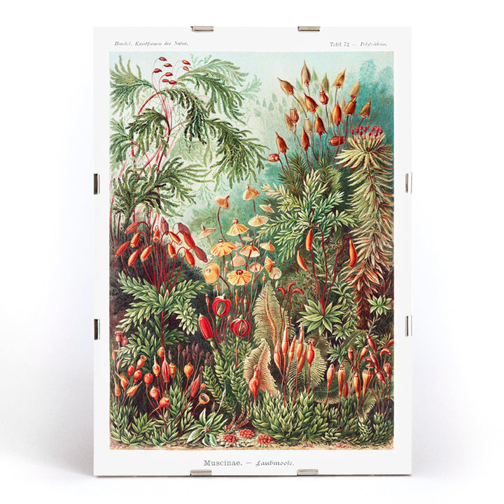 Vibrant botanical illustration of mosses plants and fungi by Ernst Haeckel Muscinae Laubmoose Kunstformen der Natur poster, framed and displayed in modern living room decor