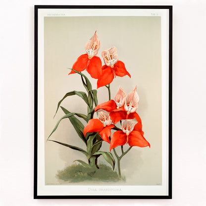 Closeup detail of Vivid red Disa grandiflora orchids illustrated by Frederick Sander from Reichenbachia Orchids botanical artwork