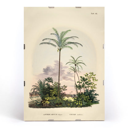 Astrocaryum vulgare botanical illustration and poster of tropical palm trees and lush green plants by Carl Friedrich Philipp von Martius, framed and displayed in modern living room decor