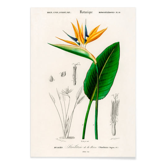 Botanical illustration poster of Bird of paradise Strelitzia Reginae by Charles Dessalines D Orbigny with detailed sketches, with black aluminium frame on white background