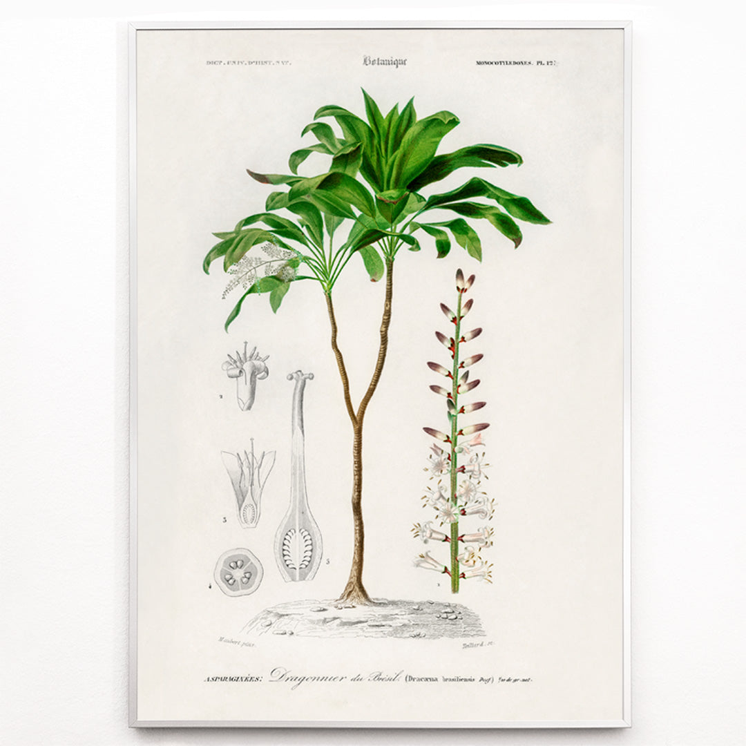 Closeup detail of Botanical illustration poster of Dracaena brasiliensis by Charles Dessalines D Orbigny showing detailed plant features and parts