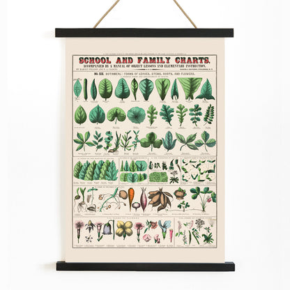 Botanical illustration and poster of leaves stems roots and flowers by Marcius Willson and Norman A Calkins school and family charts, with wooden magnetic frame on white background
