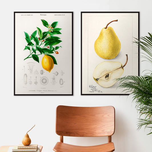 Botanical illustration poster of Lemon Citrus Limonium by Charles Dessalines D Orbigny with detailed plant drawings, framed and displayed in home decor