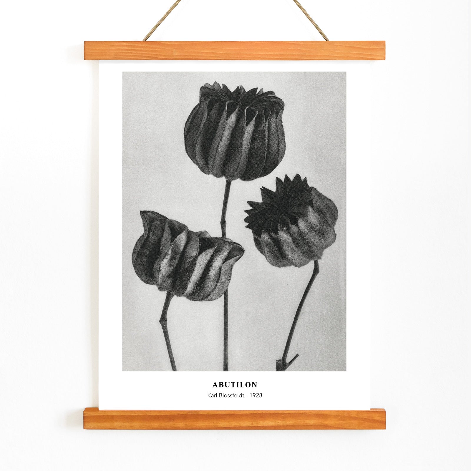 Close up and poster of Abutilon Lime Mallow pods from Urformen der Kunst by Karl Blossfeldt with detailed botanical texture, with wooden magnetic frame on white background