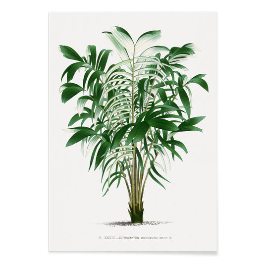 Botanical illustration poster of a palm plant and palm tree from Les Palmiers Histoire Iconographique by Oswald de Kerchove de Denterghem, with black aluminium frame on white background